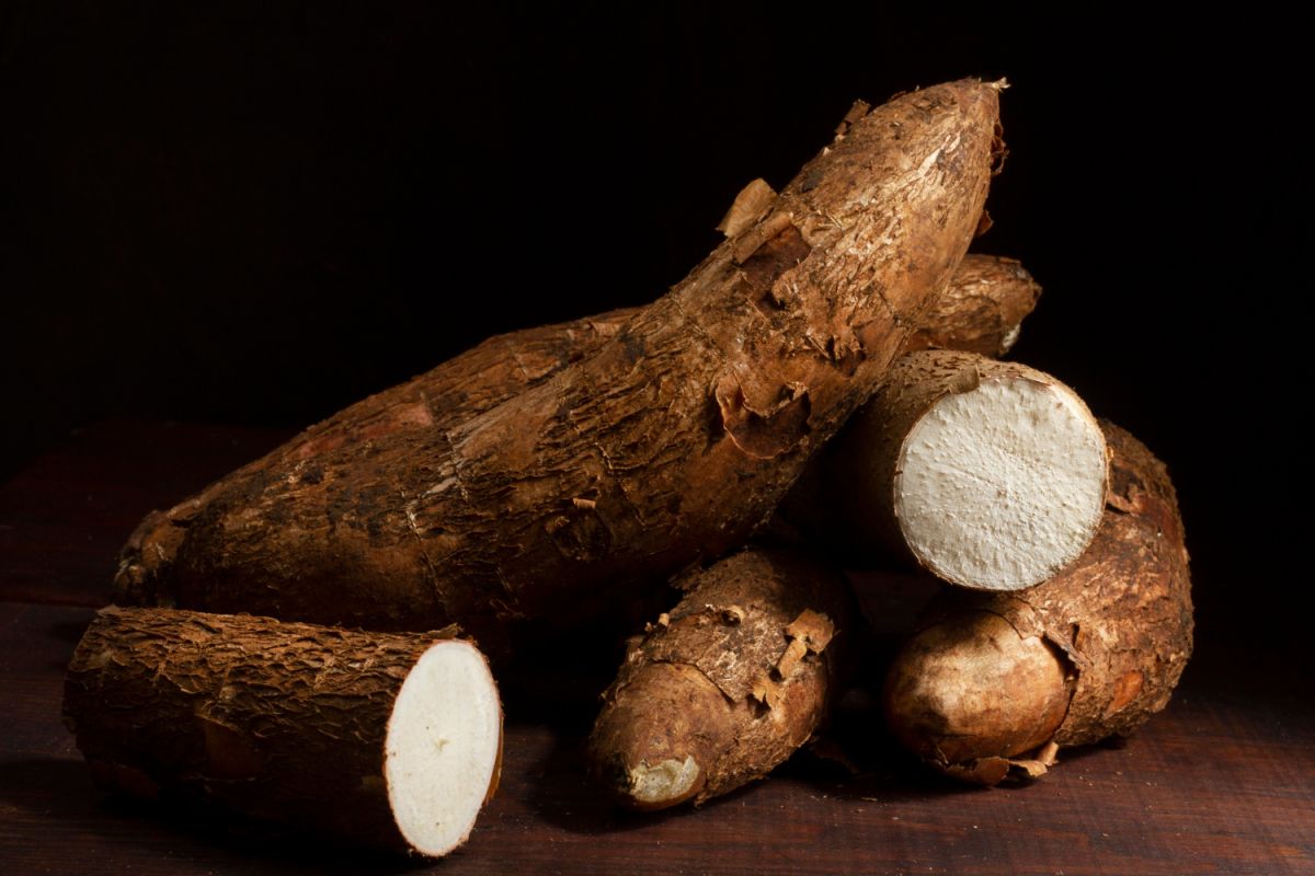Mandioca: A batata da América Latina