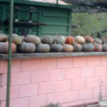 Jocar Exterior
