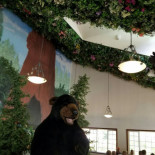 Forest Cafe Comida