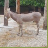Donkey Boyz Dentro