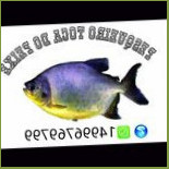 Pesqueiro Toca Do Peixe Nourriture