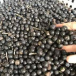 Acai Da Terra Nourriture