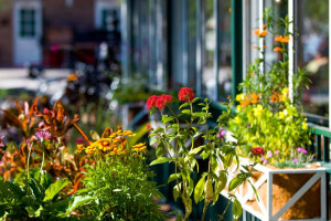 Cafe Alfresco food