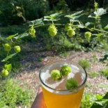 Midsummer Brewing Comida