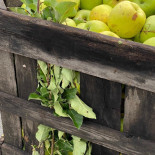 Samascott Orchards Comida