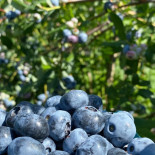 Samascott Orchards Comida