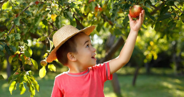 Tanners Orchard outside