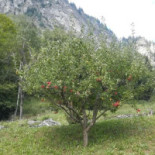 Monaci Comida