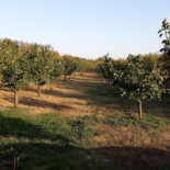 Kod Zorana I Tanje