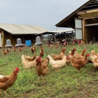 White Oak Pastures Farm General Store food