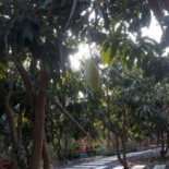 สวนลุงกบ Cafe Exterior