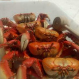 Mãe Gorda Comida