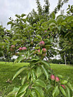 Applecrest Farm Orchards food