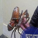 Supliyer Hasil Laut
