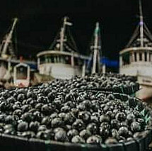 Acai Da Terra