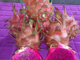 Highland Dragon Fruit Of The South