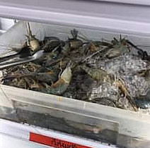 นั่งตั้งเตา กุ้งย่างเนย