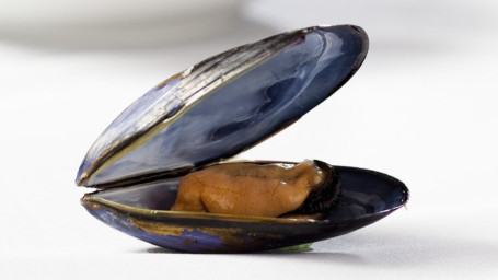 Cb. Black Mussels