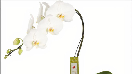 5 Debi Lilly Grande White Orchid In Ceramic Pot