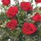 Arranjo Clássico De Rosas Vermelhas Dúzias De Rosas