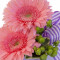 Petite Gerberas Floral Design