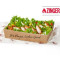 Salada Zinger Box