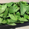 生鮮九層塔葉 Basil Leaf