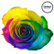 Rainbow Tye-Dye Roses