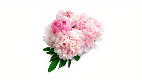 Peonies (3 Stem)