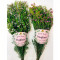 Aromatherapy Waxflower