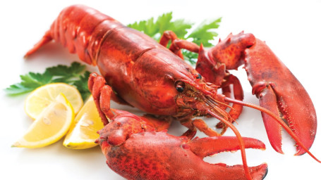 Lobster (Live Lobster) 1.25Lb