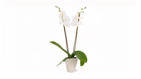 Planta De Orquídea Com Flor Viva Em 5 Planta De Orquídea Com Flor Viva Em 5