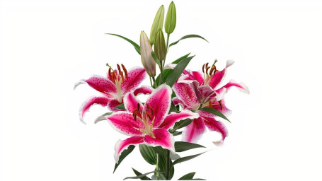 Debi Lilly Oriental Lily