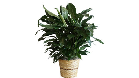 Large Elegant Spathiphyllum