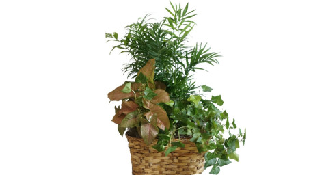 Triple Plant Basket