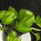 Rare Global Green Pothos