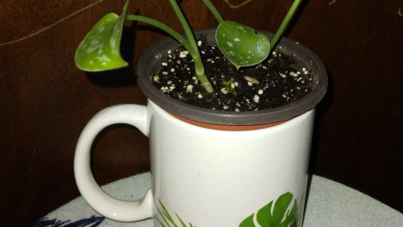 Mug Planters