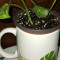 Mug Planters