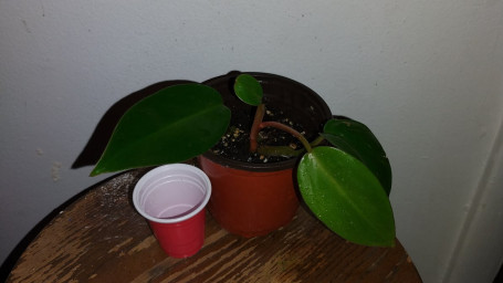 Red Emerald Philodendron