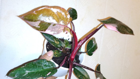 Philodendron Pink Princess