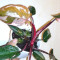 Philodendron Pink Princess