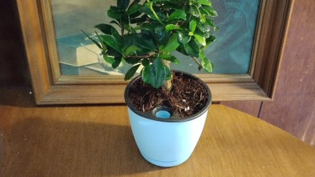 Bonsai Tree Start Up