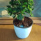 Bonsai Tree Start Up