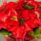 Happiest Holidays Poinsettia