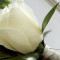 White Rose Boutonniere