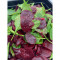 Small Beetroot Salad