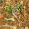 House Fried Rice chǎo fàn