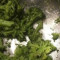 Brócolis cozido no vapor
