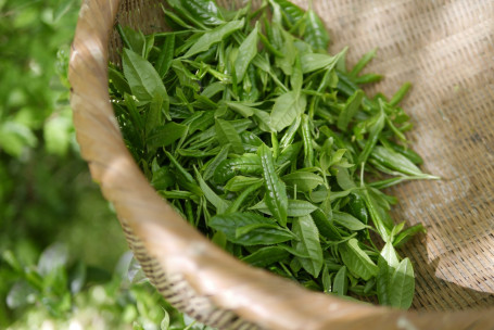 Chá Verde De Maracujá