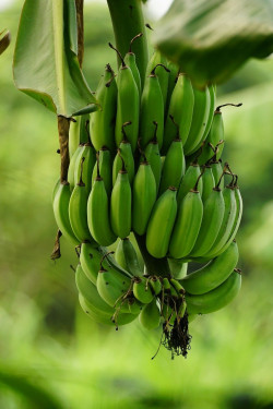 Banana Pimenta